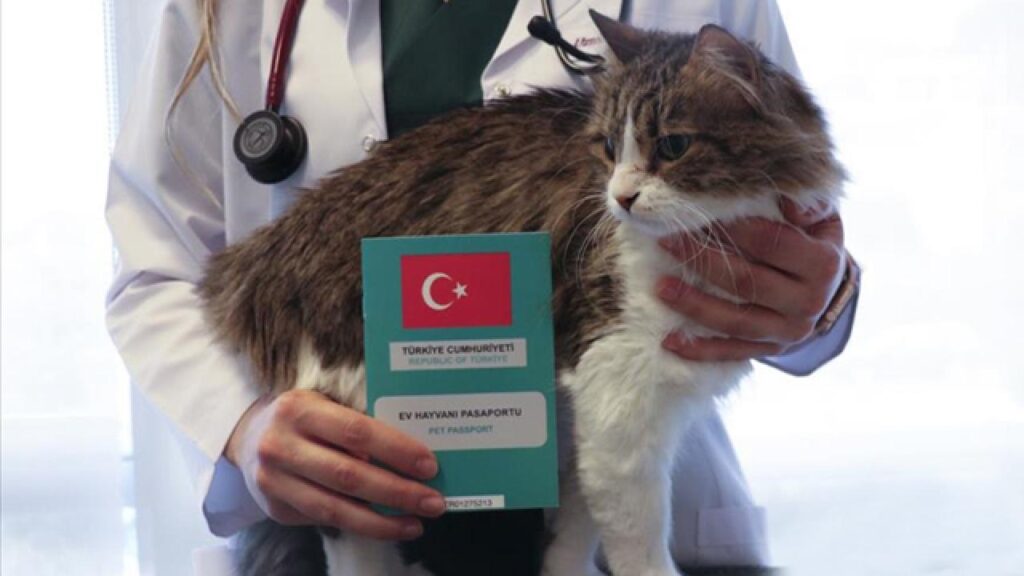 Kedi ve Köpek Sahipleri İçin Dijital Kimliklendirme Son Tarihi Yaklaşıyor