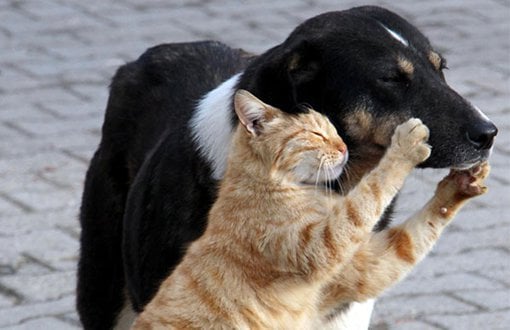 Hayvanların Yaşam Hakkını Kısıtlayan Yasaklara Karşı İtiraz Hakkı