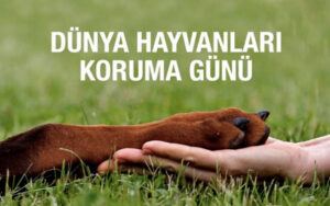 4 Ekim Dünya Hayvanları Koruma Günü’nde İzmir’de Eğitim ve Farkındalık Vurgusu