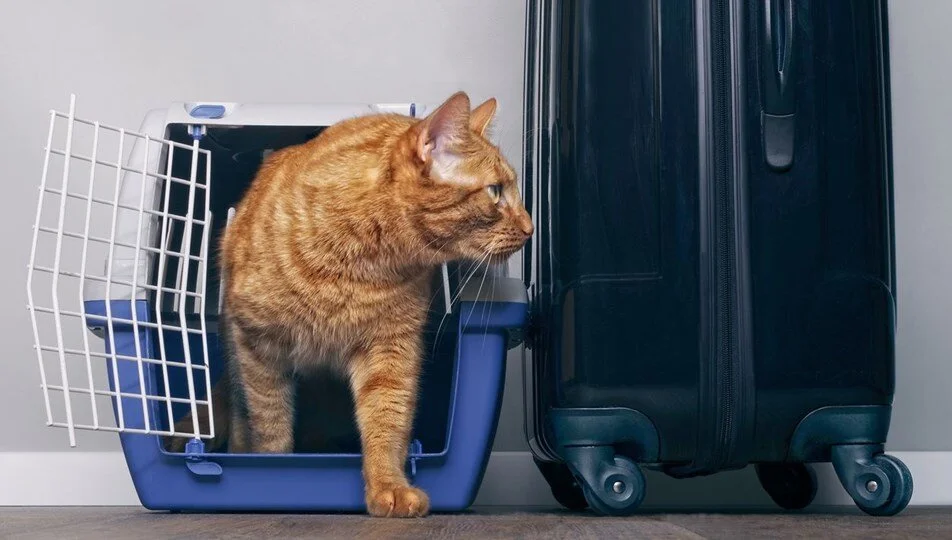 Apartman Yöneticisi ve Komşu Tehditlerine Karşı “Koruma Kararı” Hakkı