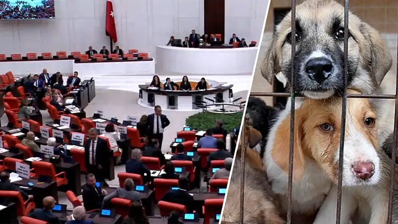 Yeni Sokak Hayvanları Yasası’nda Sertleşen Cezai Yaptırımlar ve Sorumluluk Düzenlemeleri